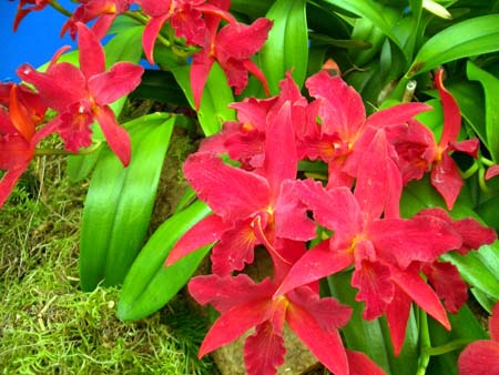 076Blumen