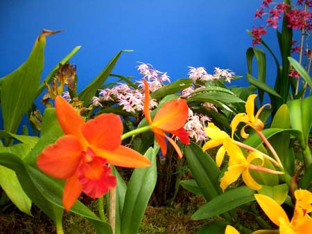 100Blumen