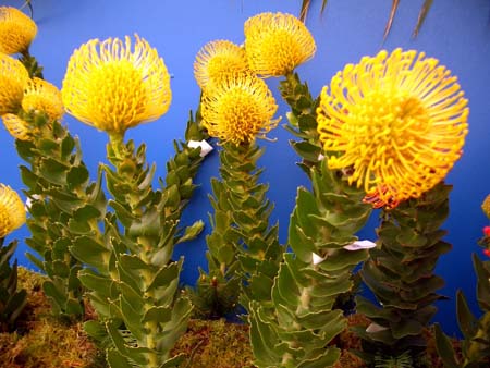 202Blumen