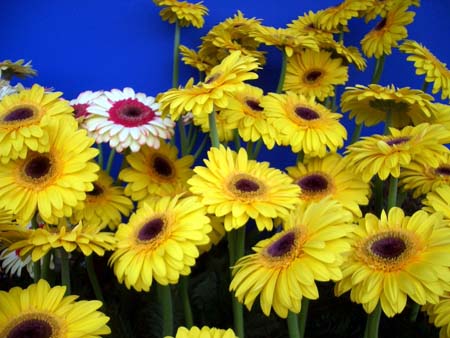 250Blumen