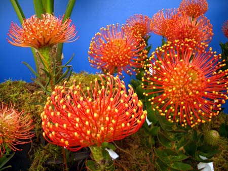 340Blumen