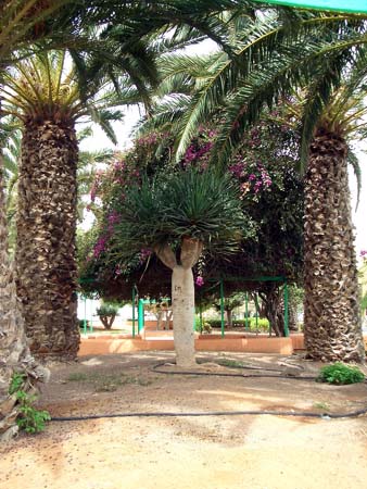 418FuerteVentura