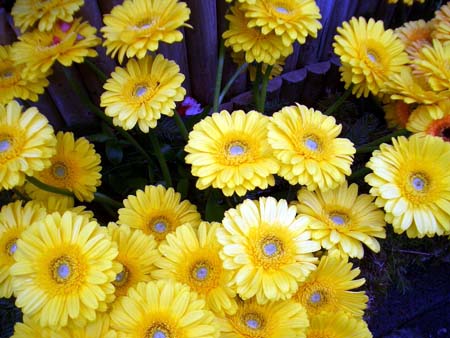 431Blumen