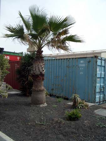 442FuerteVentura