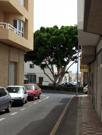 477FuerteVentura