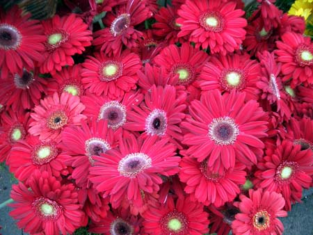 560Blumen