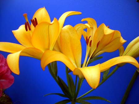 605Blumen