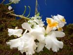 058Blumen