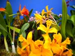 072Blumen014