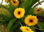 158Blumen