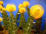 202Blumen