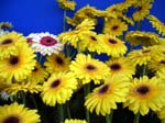 250Blumen