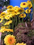 265Blumen