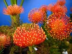 340Blumen