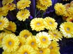431Blumen