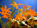 450Blumen