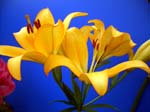 605Blumen