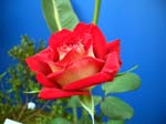680Blumen