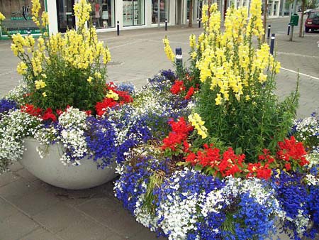 071Blumen