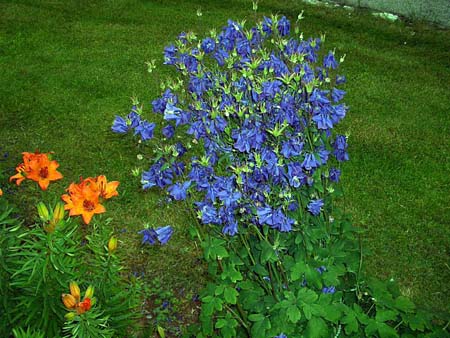 389Blumen