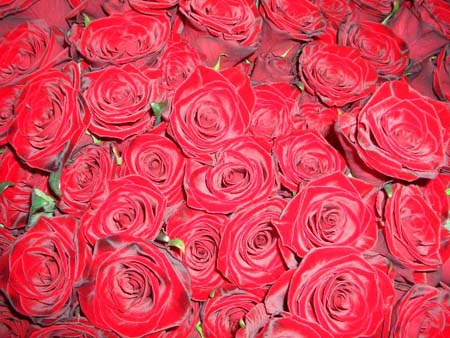 463Blumen