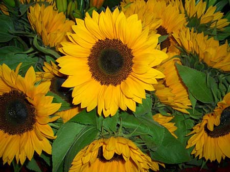 498Blumen