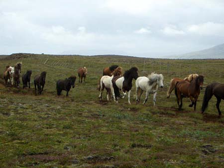 573Reykjavik