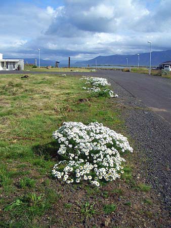 597Blumen