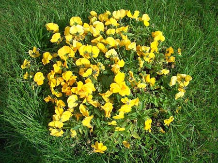 696Blumen