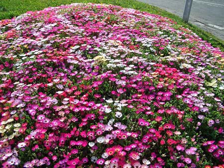762Blumen