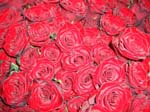463Blumen