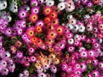 472Blumen