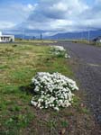 597Blumen
