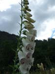 607Blumen