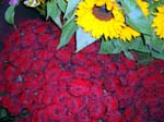 615Blumen