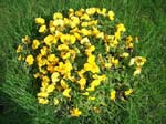 696Blumen