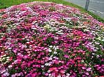 762Blumen