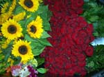 781Blumen