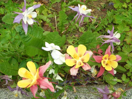 404Blumen