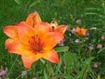 177Blumen