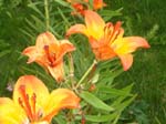 274Blumen