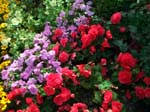 350Blumen