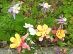 404Blumen