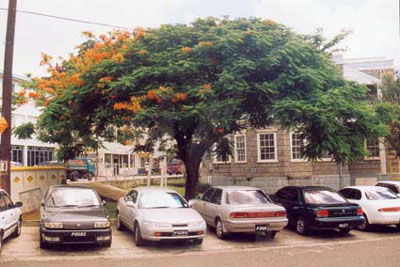 557saint